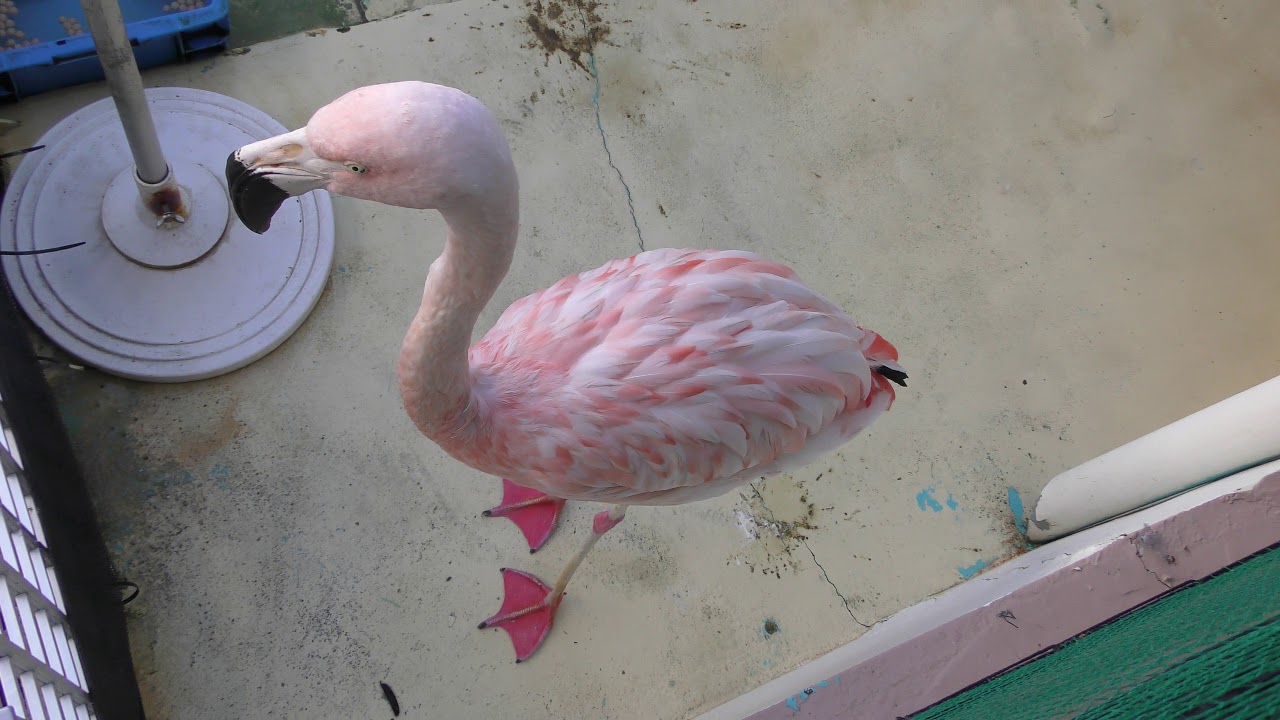 Chilean flamingo (IZU・MITO SeaParadise, Shizuoka, Japan) November