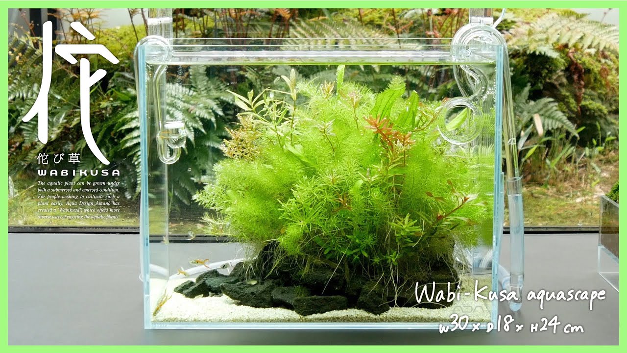 ADAview] 水草本来の美しさを楽しむ佗び草水景 - Wabi-Kusa aquascape