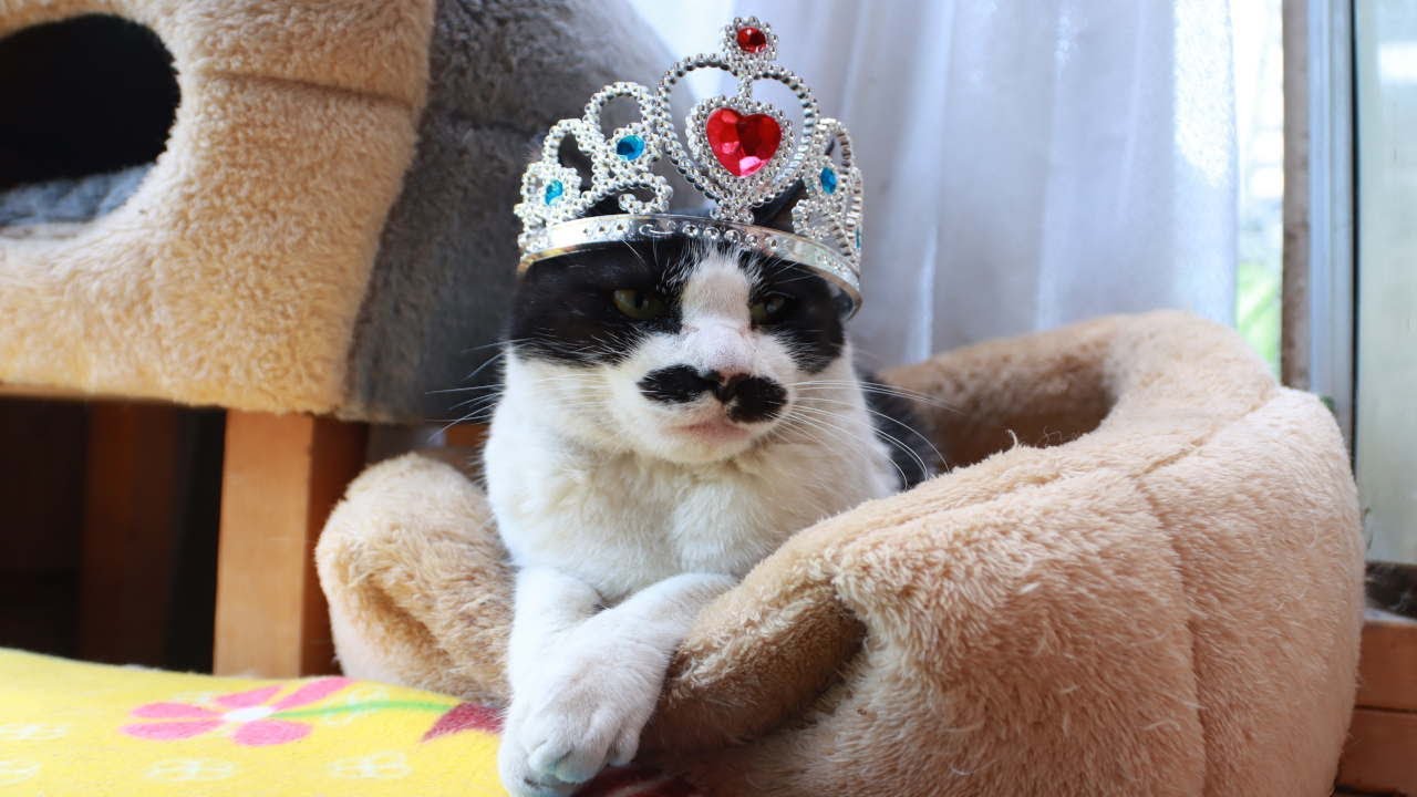 ちびねこ 0504 ちびねこ 0504 ちびねこ 0504 開眼のちびネコ襲来