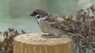 支柱の餌場に飛んで来る雀達、他 20260127（天満宮） - YouTube