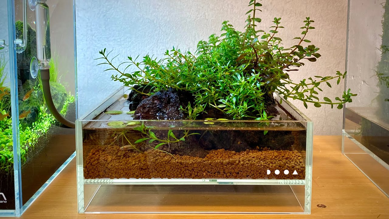 A Tiny Aqua Terrarium Setup - Scaping in DOOA Neo Glass Air