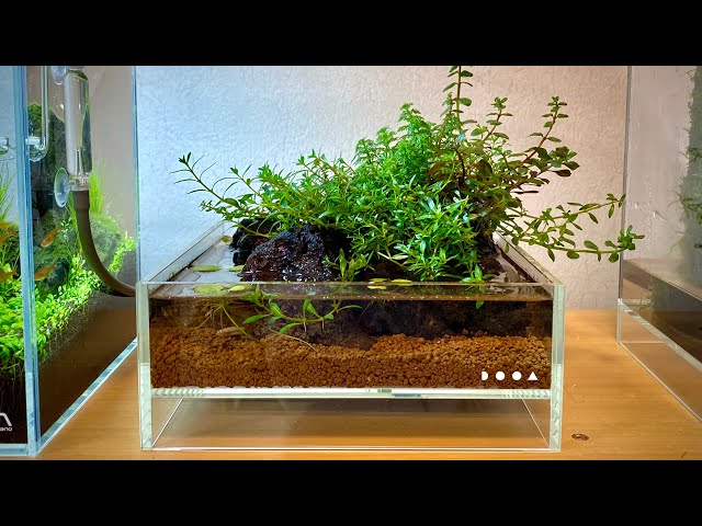 A Tiny Aqua Terrarium Setup - Scaping in DOOA Neo Glass Air