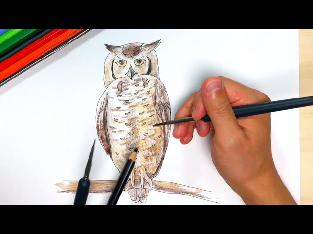 フクロウ】ペン画と色鉛筆の絵の描き方簡単イラスト！ - YouTube