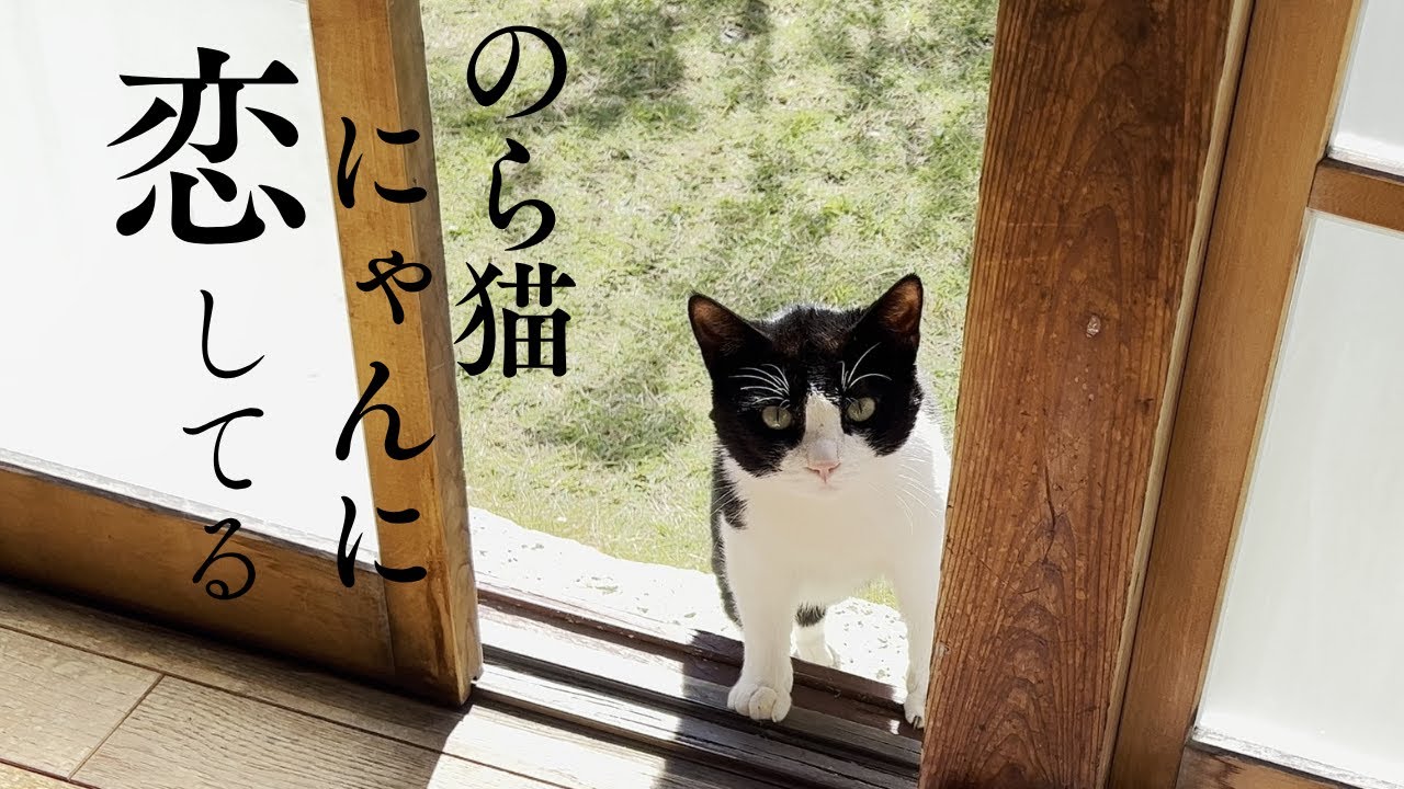 In Love with a Stray Cat? - YouTube