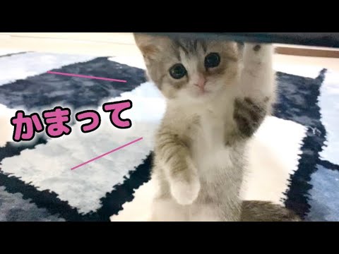 必死にぺろぺろしてくる子猫が無視できません…【スコティッシュ