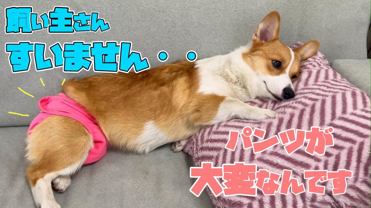 コーギー パピー 子犬 ガラスのカッティングボート 【公式通販】