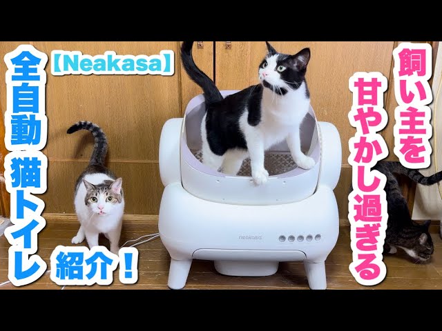 Introducing the highly convenient, high-tech fully automatic cat