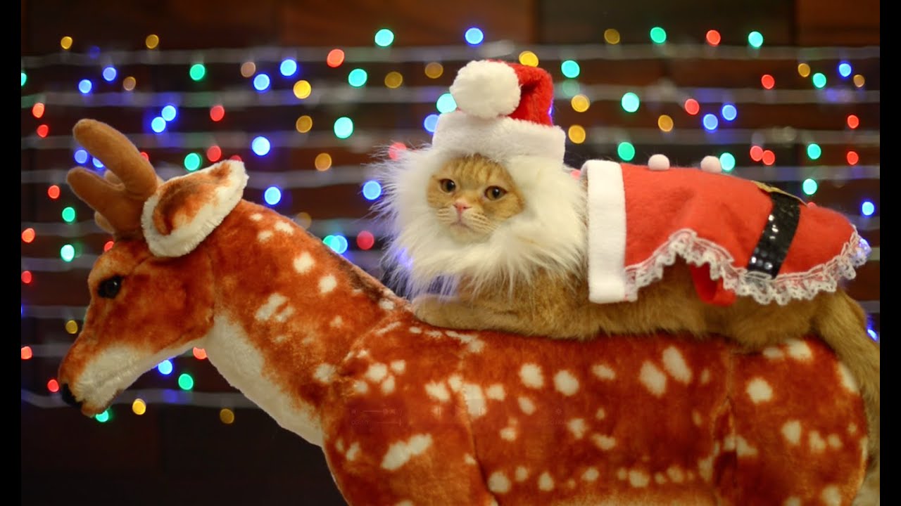 Christmas☆10 Cats. - YouTube