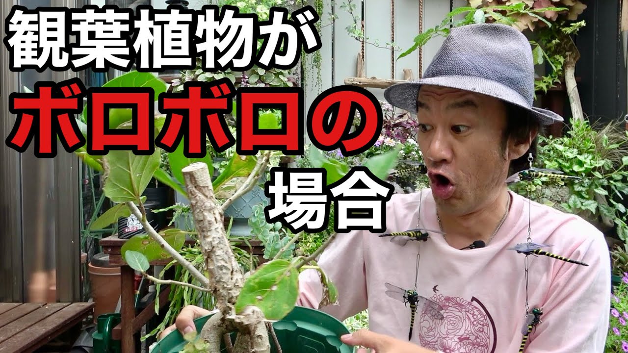 めんくん様 めんくん様 Carmen-kun] [Home garden] [Horticulture