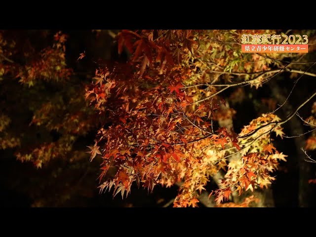 JKworks「紅葉」 JKworks「紅葉」 JKworks「紅葉」 JKworks「紅葉