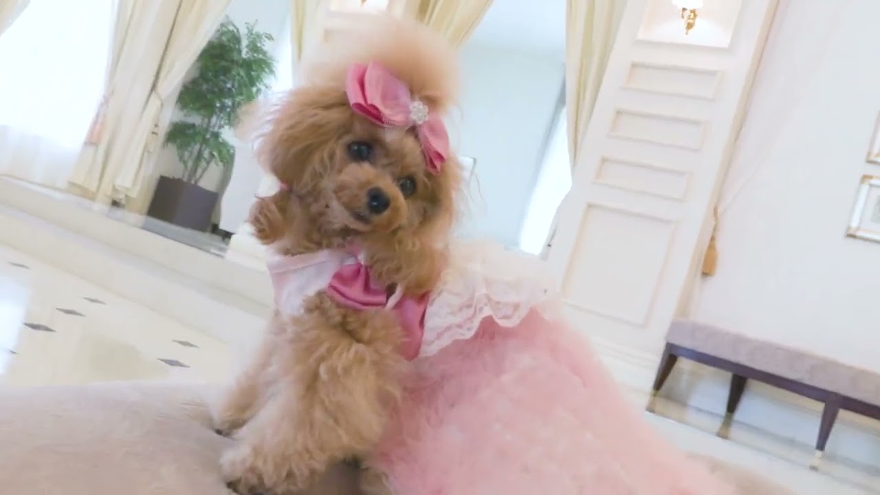 ミラクルドレープ ドッグドレス [2way dress] SS-L サイズ展開