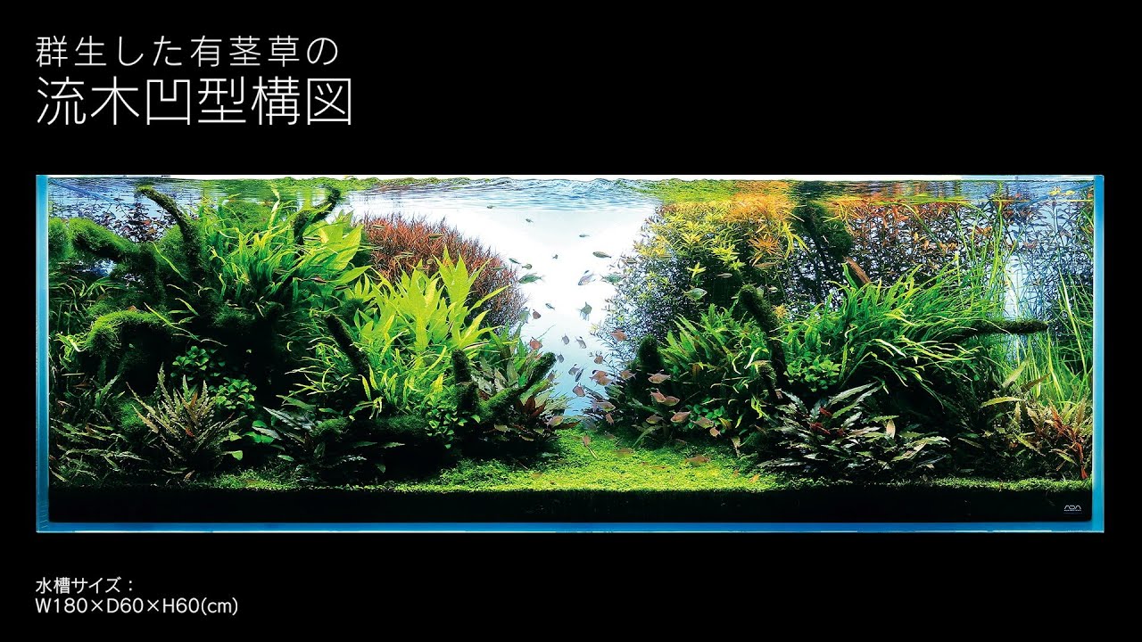 ADAview] 180cm水槽レイアウト 流木凹型構図編 - YouTube