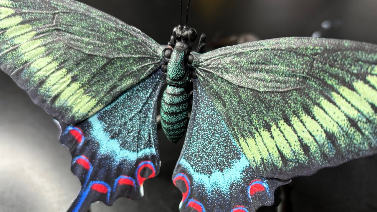 開封】ナミアゲハとミヤマカラスアゲハ いきもの大図鑑アドバンス