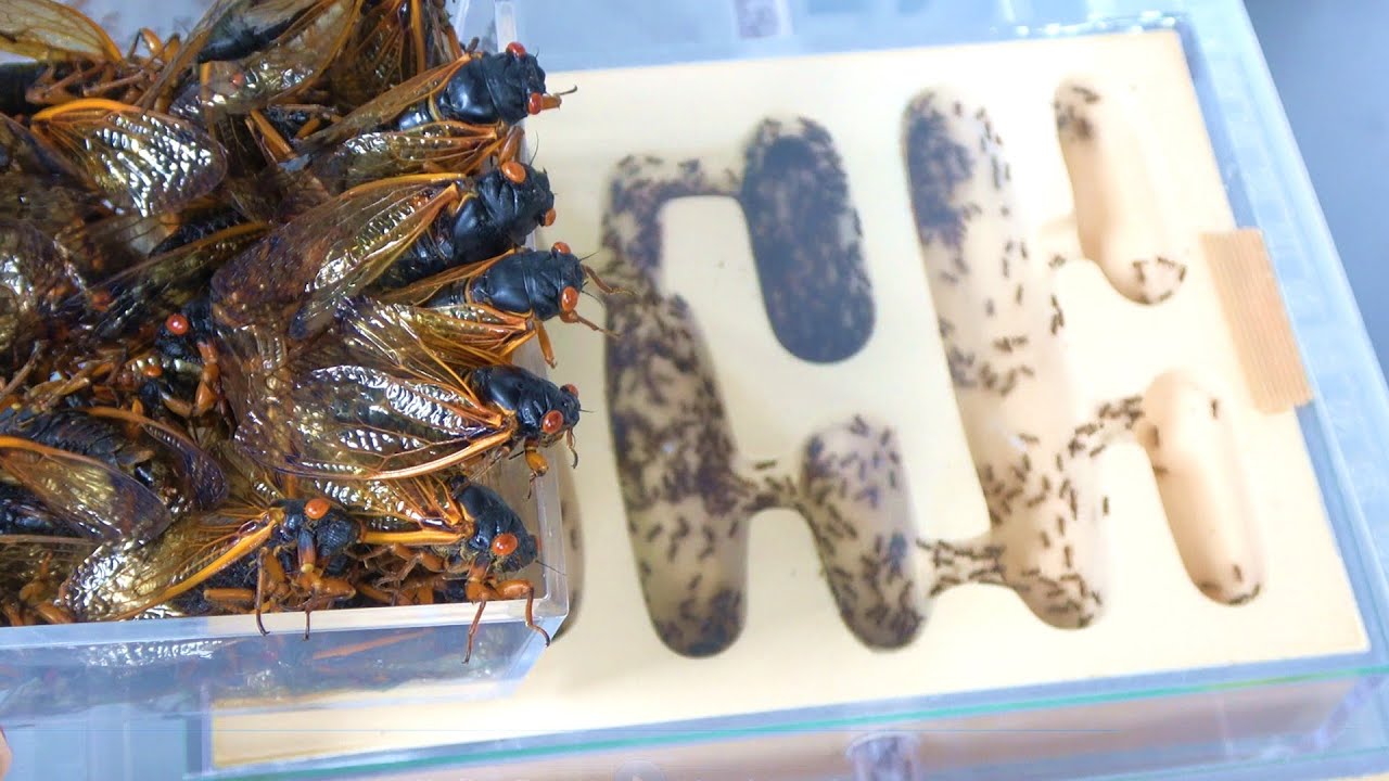 A large number of 2017 cicadas were sent to an ant colony. - YouTube
