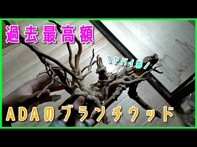 アクアリウム】過去最高額！？ADAのブランチウッドを購入しました