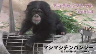 東山動植物園公式】マシマシチンパンジー『第157回〜アカチャン
