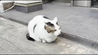 A fluffy cat who went for a walk but couldn't stand the cold and