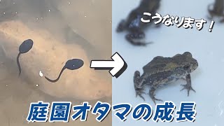 オタマジャクシの成長【足立区生物園】 - YouTube