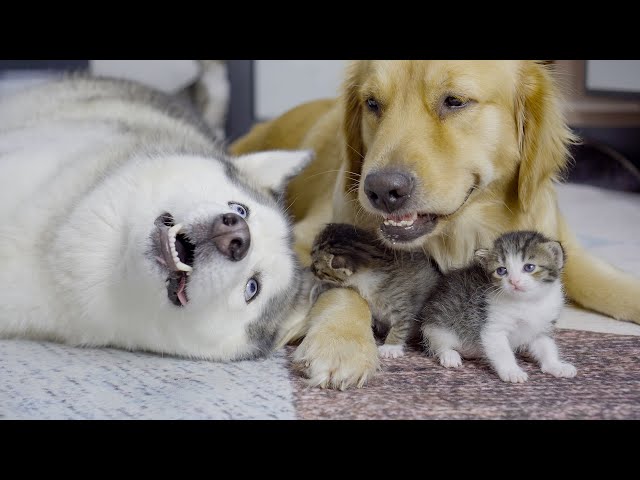 ゴールデンレトリバーと子猫の絵 ゴールデンレトリバーと子猫の絵