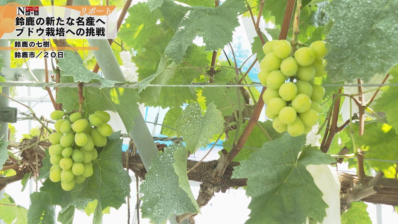 ケーブルNews リポート】鈴鹿の新たな名産へブドウ生産への挑戦 - YouTube