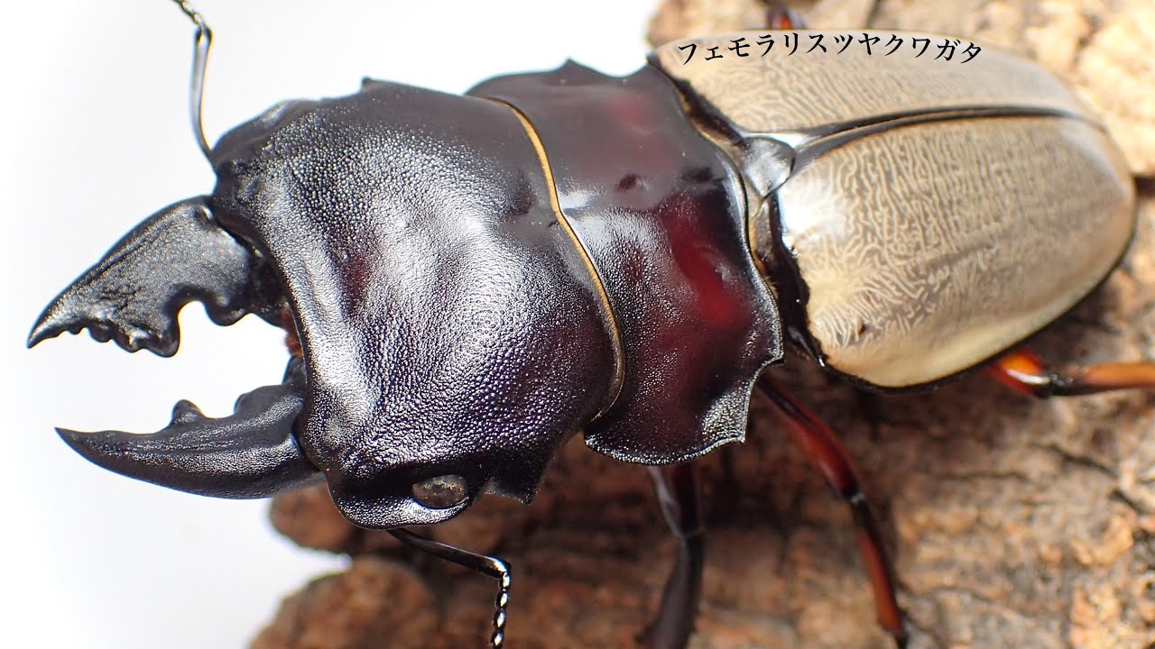 フェモラリスツヤクワガタの成虫掘り出し結果【クワガタ飼育】 - YouTube