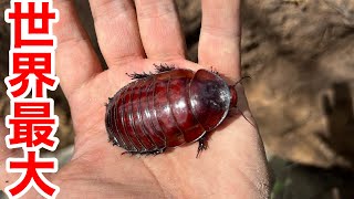 オーストラリア産 モグラゴキブリ 67mm World's largest cockroach
