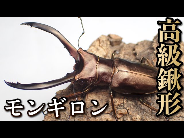 Introduction to the Mongiron Narrow Red Stag Beetle and Egg-laying