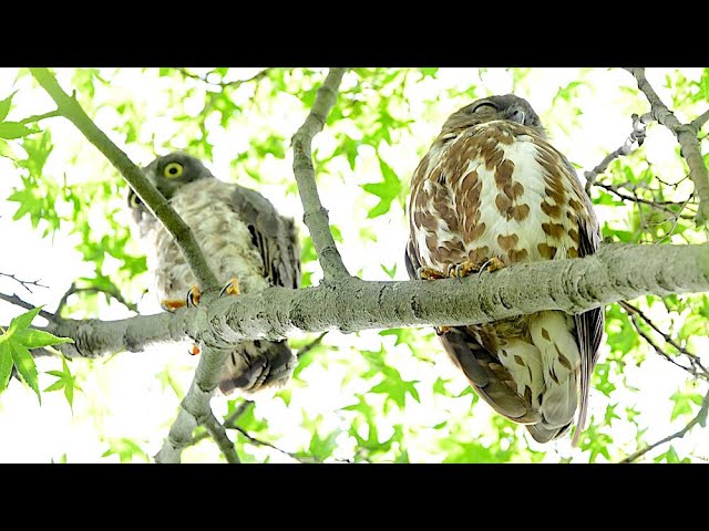 今年もアオバズク来る❢ 2024.6.2 今年もアオバズク来る❢ 2024.6.2