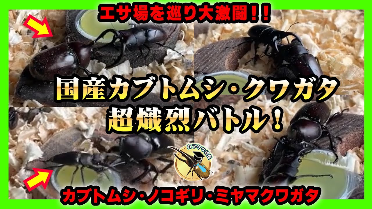 最強のカブトムシマット！300リットル ヒマラヤひらたけ発酵マット