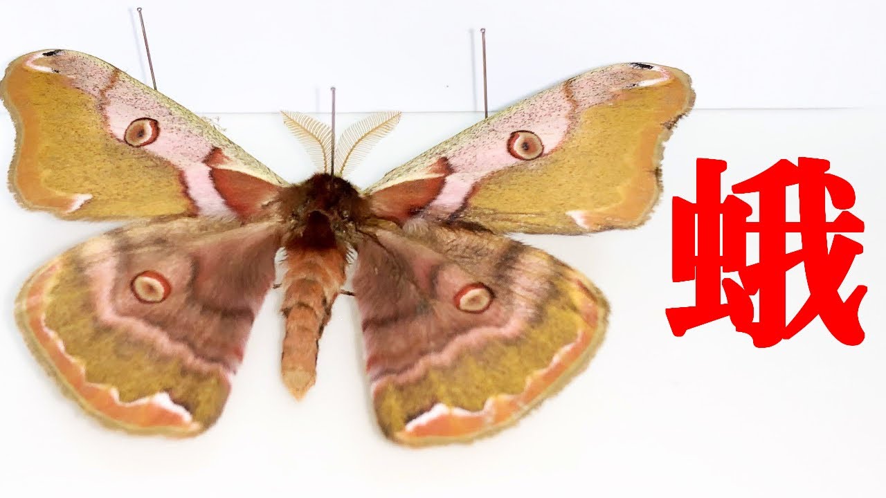 蛾の標本をketi さま専用 リボンヤママユペア 蛾の標本をketi さま専用