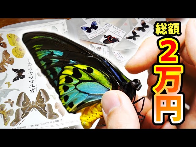 蝶の標本 トリバネチョウの王様(珍珍A) 【公式通販】