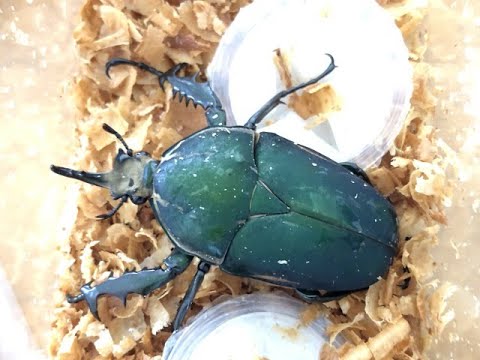 56mm】インカツノコガネ メキシコ産 昆虫標本 ハナムグリ 外国産