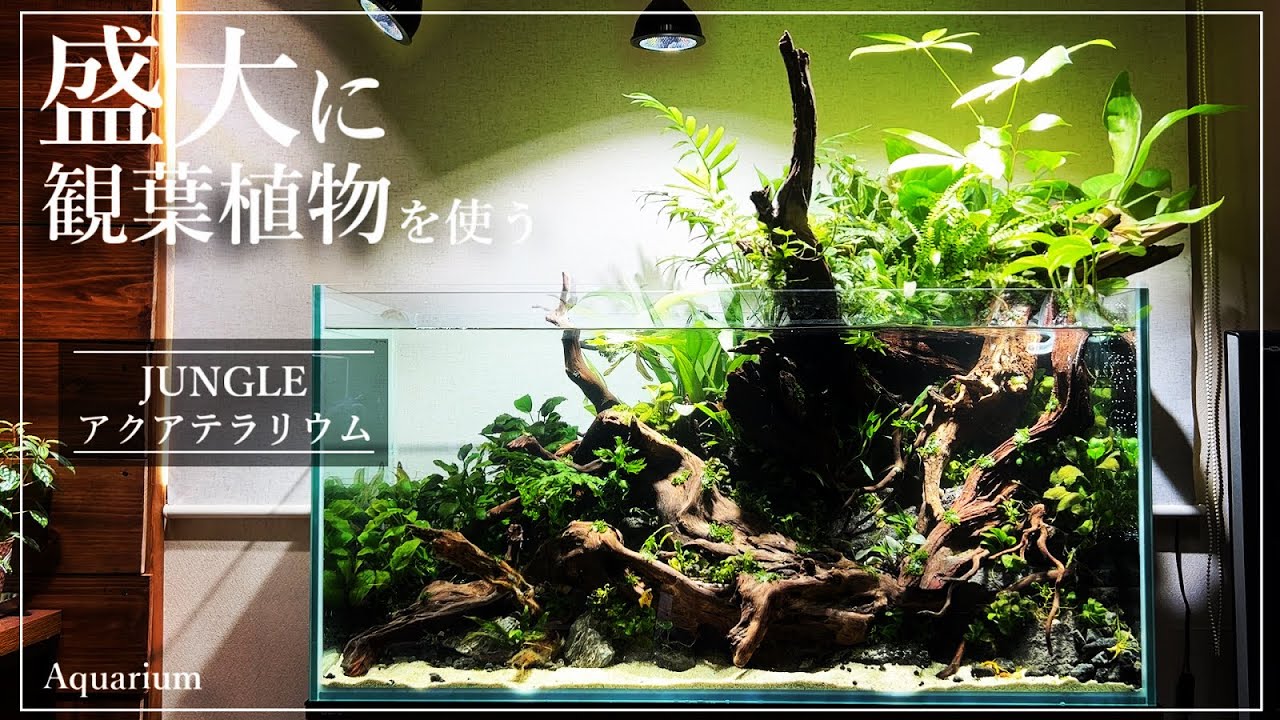 Jungle Aqua Terra using houseplants that even beginners can easily