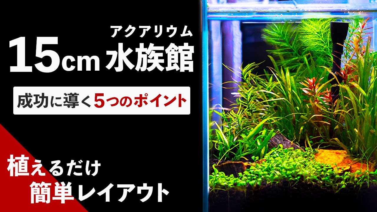 15cm水槽でアクアリウム】超小型水槽水草レイアウトの始め方【GEX