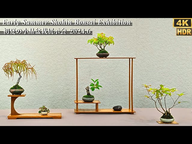 美豊 日本小品盆栽名品展出品記念ミニ盆栽鉢青竹絵付け他貫入白長方