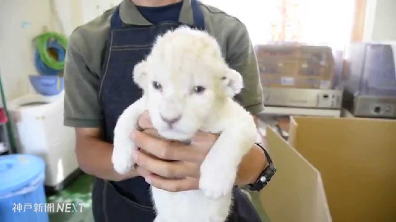 海外作家様作 アートドール 白ライオンの赤ちゃん 楽天市場】リアルな