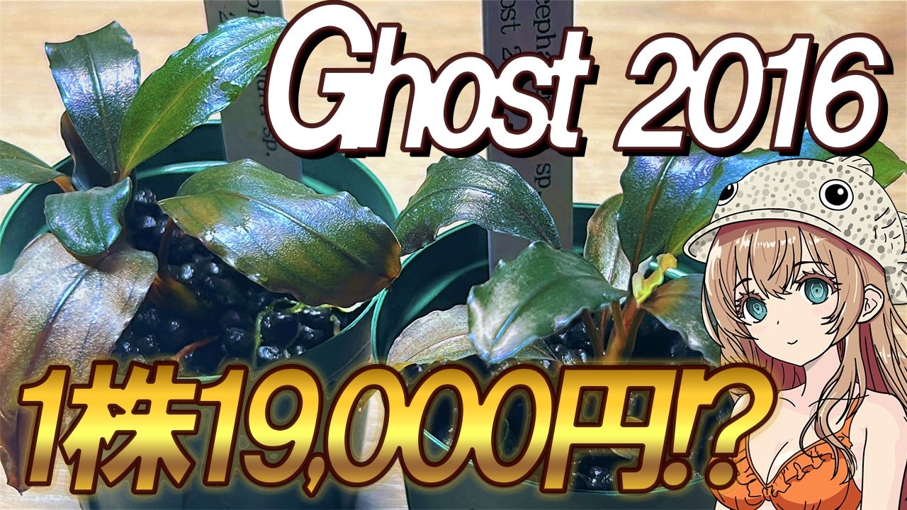 Super rare! Bucephalandra sp. Ghost 2016! A beautiful brown