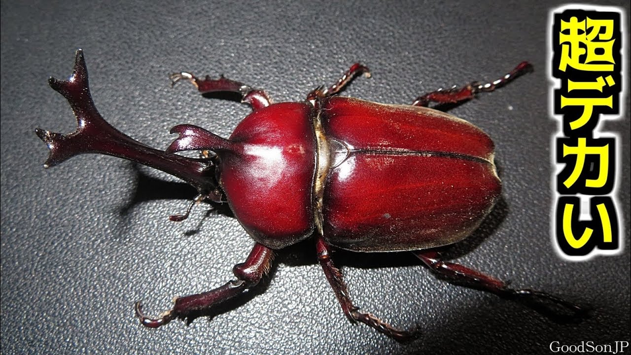 ☆昆虫採集☆虫取り網☆最長6m18cm クワガタムシ・カブトムシの