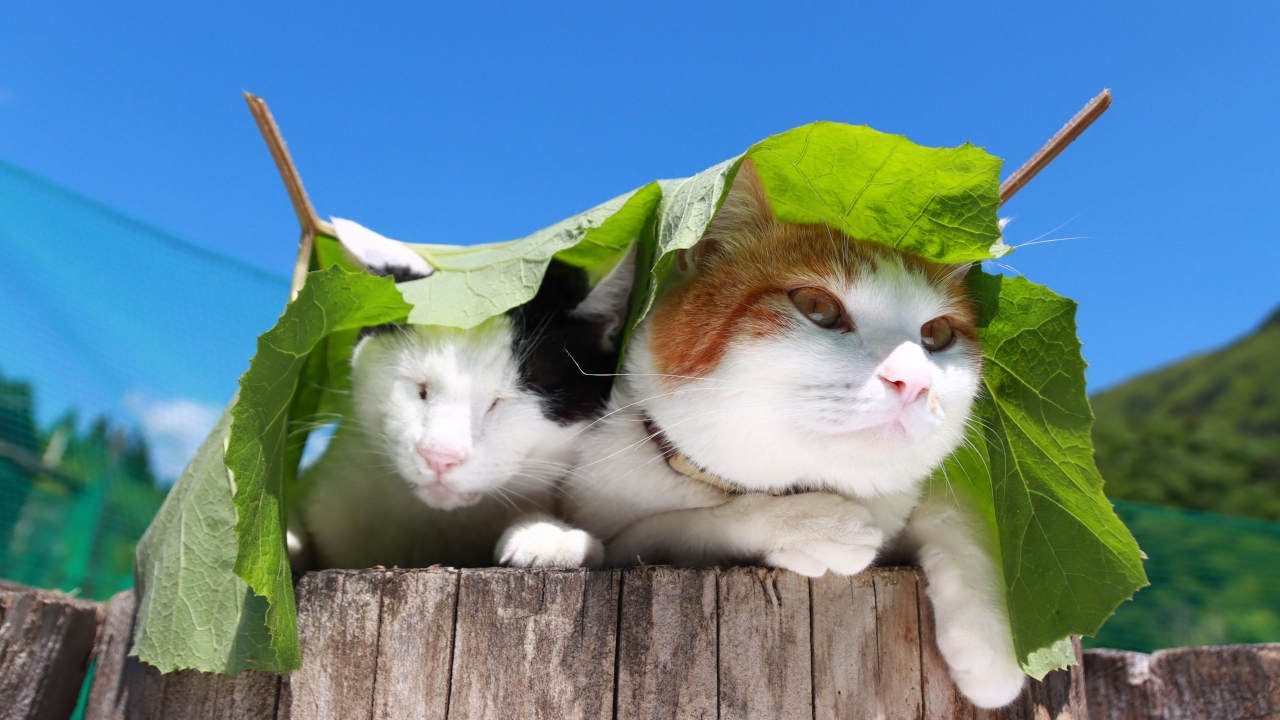 猫の巣猫の草編み巣4 猫の巣猫の草編み