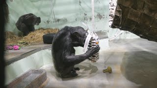 Kike, lots of straw, and Monterey. Hello is off. Ishikawa Zoo
