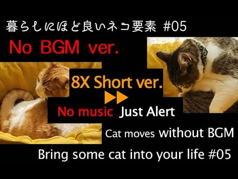 眠り猫 Nemuri-neko - YouTube