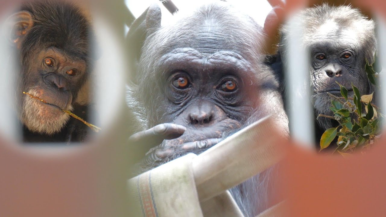 なんとなく大人びてきたレーナ 26歳 池田動物園 チンパンジー 202405