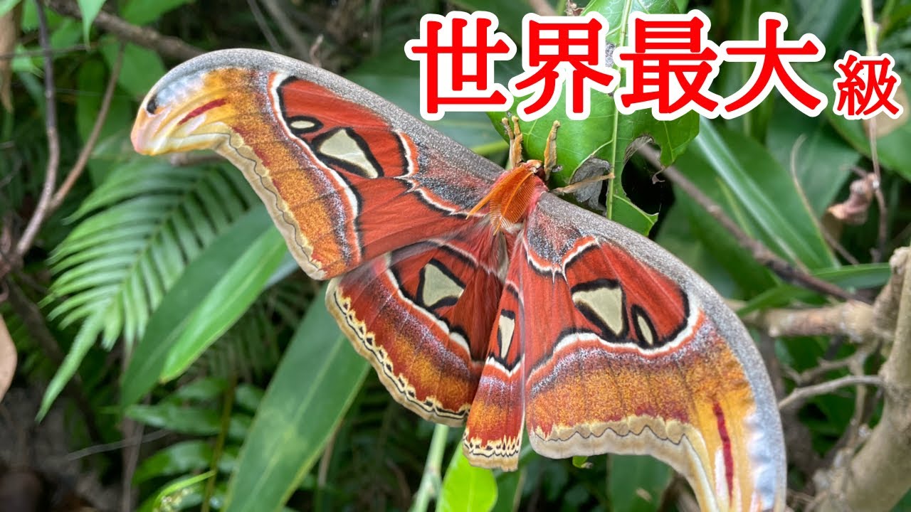 日本が誇る世界最大級の蛾、ヨナグニサン【野生生物観察