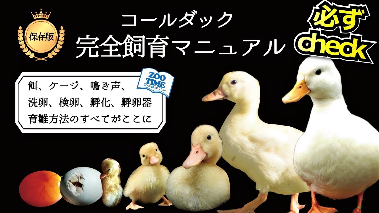 日本一の飼育繁殖情報公開、コールダック・アヒル飼育 繁殖方法 （有精