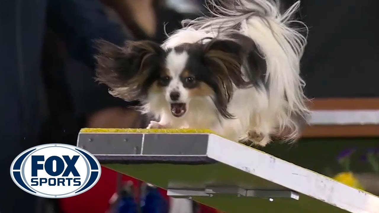 Lark the Papillon flawlessly executes the agility run to win the 8