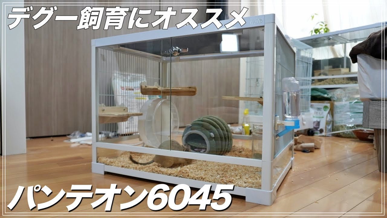 パンテオン6045 他飼育セット gotパンテオン6045 gotパンテオン6045