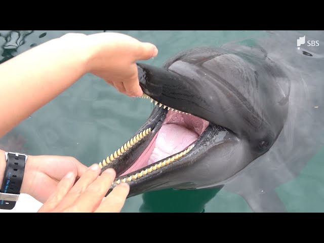 4月18日は「良(よ)い歯の日」約80本、イルカの歯の感触は…「つるつるし