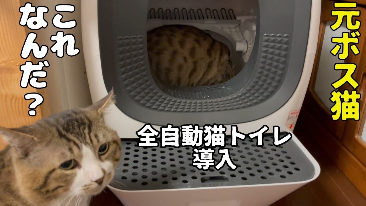 全自動猫トイレ】猫たちの反応違いすぎて笑えた！【RealScooper