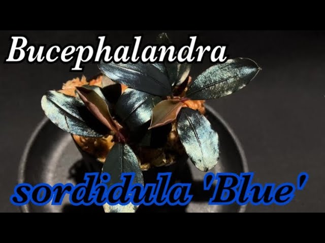 Akiブセファランドラsp.ニードルリーフ/ソルディデュラブルー Aki