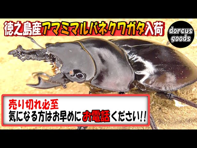 奄美大島産アマミマルバネクワガタ 野外品標本 奄美大島産アマミ